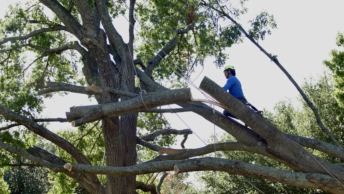 Professional Crown Thinning performed by certified arborists in Roundhead